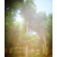 移栽香樟基地，湖南移栽45公分香樟