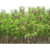 香花槐，紫穗槐
