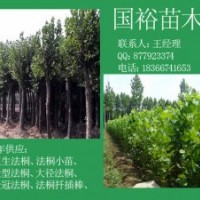 常年供應(yīng)1公分|2公分法桐小苗裸根定桿少球法桐價格
