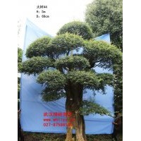 出售對節白蠟大樹 全球瀕危樹種“活化石”