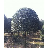 批發成都高桿桂花價格