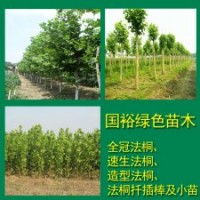 出售米徑14cm法桐速生法桐小苗河北廊坊最新價格