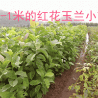 供應高80紅花玉蘭