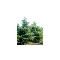 南京泉江苗圃場常年低價銷售雪松廣玉蘭紅葉石楠蜀檜大葉女貞