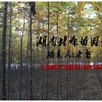 3公分欒樹多少錢,2公分,3公分,4公分,5公分,6公分欒樹價格
