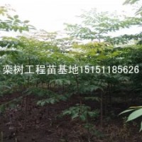當年生籽播欒樹苗1米高欒樹苗最佳移植方法