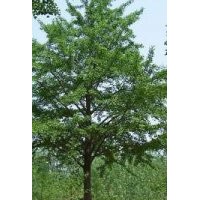 郯城-銀杏樹專供