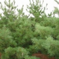 出售3米油松、3米以上油松低價優惠供應