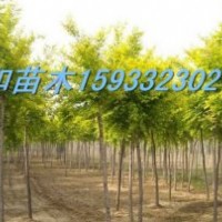 供應6--7公分嫁接香花槐