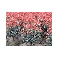 湖北紅葉石楠荊門紅葉石楠小苗 價格 扦插苗 行情 綠化球
