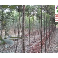 3、4、5公分速生國槐低價出售