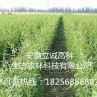 竹柳3號，快繁苗，竹柳工程,竹柳快繁苗