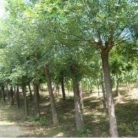 榆樹，榆樹價格,榆樹苗木，河北榆樹，榆樹種植，榆樹養護
