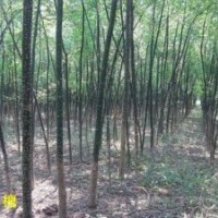 3公分國槐大量出售、山西國槐基地大量供應3公分國槐