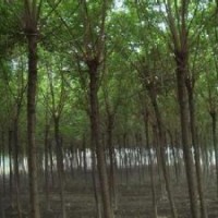 供應(yīng)移植南京25公分移植精品精品重陽木產(chǎn)地直銷