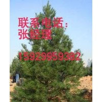 供應1米至7米各種規格白皮松分別5000棵