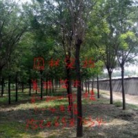 北欒苗，國槐苗，椿樹苗，榆樹苗等。。。。