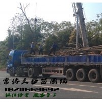 8公分欒樹多少錢,供應8-10公分欒樹
