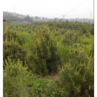 山西精品白皮松供應(yīng)|占地白皮松銷售|白皮松小苗價格