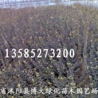 衛矛、大（?。┤~扶芳藤、紅花繼木、紅葉李、紫葉桃