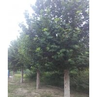 供應(yīng)綠化苗木法桐、白蠟、合歡、國槐、龍爪槐、火炬樹、欒樹、榆