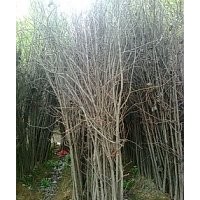 山東郯城-銀杏樹專供