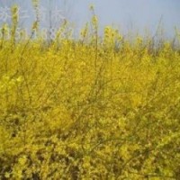 連翹苗山西連翹苗價格1-2年生連翹苗