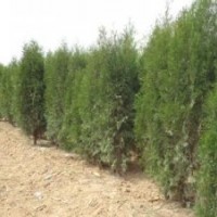 側柏苗山西側柏價格1-2米側柏2-3米側柏容器側柏苗