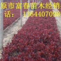 開原紫葉風(fēng)箱果 遼寧紫葉風(fēng)箱果價格 東北紫葉風(fēng)箱果小苗哪里賣