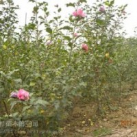 高規格精品苗木流蘇,海棠,金葉女貞