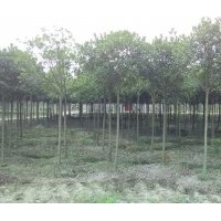 成都高桿桂花，成都高桿桂花價格