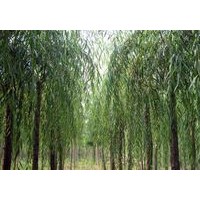 石家莊佳霖苗木基地供應垂柳