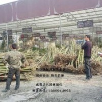 提供最新高級芙蓉花