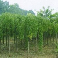 大量國槐、龍爪槐、金葉槐、金葉女貞球、速生法桐供應中