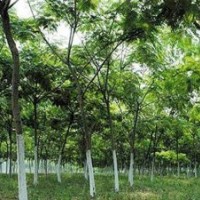 12公分合歡15公分合歡18公分合歡20公分合歡大規格合歡