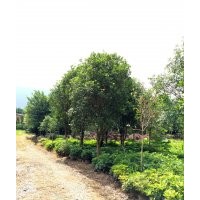大量低價(jià)處理桂花樹(shù)（移植樹(shù)）