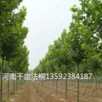 河南法桐基地，二年生法桐，三年生法桐，四年生法桐，各種規格法