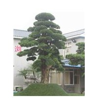 紅葉石楠扦插苗、桂花樹、八月桂花小苗、丹桂小苗、大杜英、紅花