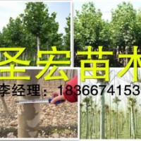 18公分全冠法桐價(jià)格處理山東泰安15公分法桐報(bào)價(jià)