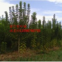 青竹復葉槭成品樹