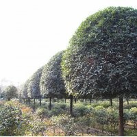四川桂花，成都桂花，精品桂花