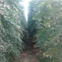 大量出售欒樹、國槐、白蠟