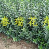 山東青州大葉黃楊批發(fā)商
