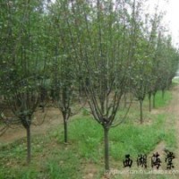 供應(yīng)：西湖海棠，龍柏，檜柏，櫻花，金葉女貞