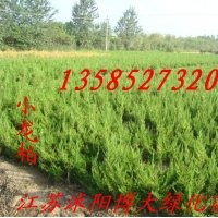 蜀檜超低價格龍柏超低價格各種苗木再次降價