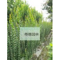成都紫薇小苗 四川紫薇小苗 紫薇小苗報價