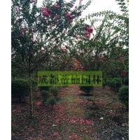 10公分紫薇 成都10公分紫薇 10公分紫薇報價