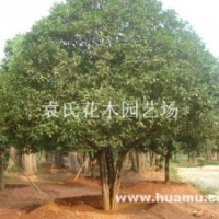 供應(yīng)精品桂花，歡迎采購(gòu)