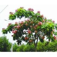 榕花樹 又名合歡樹，夜合花