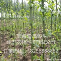 竹柳3號，高峰竹柳，美國竹柳，快繁種苗